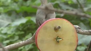 ウグイス (周南市徳山動物園) 2018年5月19日