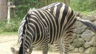 Chapman's zebra (ITOZU NO MORI Zoological Park, Fukuoka, Japan) April 25, 2019