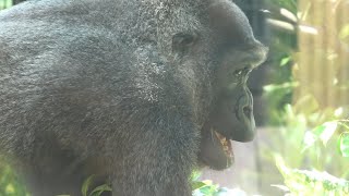 ニシゴリラ (京都市動物園) 2020年9月1日