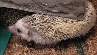 Four-toed hedgehog (Kyushu Natural Animal Park African Safari, Oita, Japan) December 4, 2019