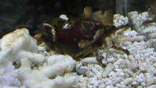 オオカイメンガニ (エビとカニの水族館) 2018年12月26日