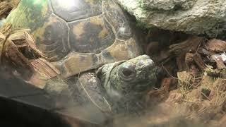 ギリシャリクガメ (東山動植物園) 2021年7月22日