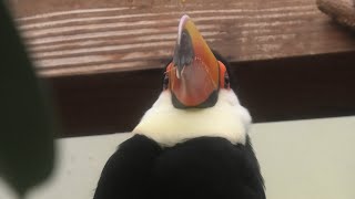 Tauraco corythaix & Toucan (MATSUE VOGEL PARK, Shimane, Japan) November 29, 2019