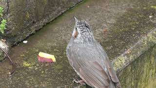 餌を盗み食いするヒヨドリ (小諸市動物園) 2018年4月15日