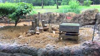Meerkat (Toyohashi Zoo and Botanical Park, Aichi, Japan) August 5, 2017