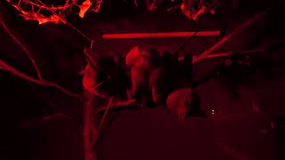 Egyptian fruit bat (KOBE ANIMAL KINGDOM, Hyogo, Japan) July 14, 2023