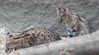 Serval Parent and child (KOBE ANIMAL KINGDOM, Hyogo, Japan) October 24, 2021