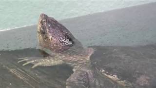 Snapping turtle (Inokashira Park Zoo, Tokyo, Japan) September 23, 2017