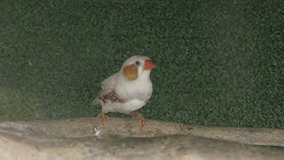 Zebra finch (Zukeran Poultry farm Mini Mini Zoo, Okinawa, Japan) May 12, 2019