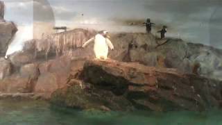 Gentoo penguin & Rockhopper penguin (Toyohashi Zoo and Botanical Park, Aichi, Japan) Aug. 5, 2017