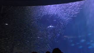 マイワシトルネード (名古屋港水族館) 2017年11月18日