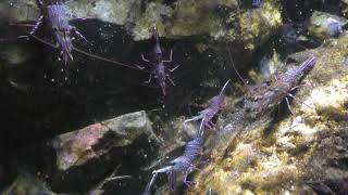 サラサエビ (下田海中水族館) 2018年3月18日