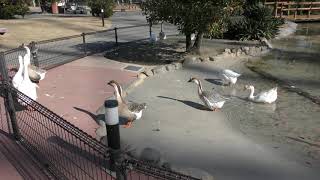 Domestic goose & Domestic Duck (ADVENTURE WORLD, Wakayama, Japan) December 25, 2018