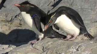 ミナミイワトビペンギン (葛西臨海水族園) 2017年12月17日