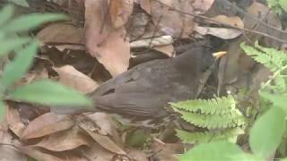 クロツグミ (周南市徳山動物園) 2018年5月19日