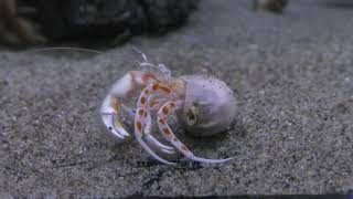 アカモンオキヤドカリ (竹島水族館) 2019年1月23日