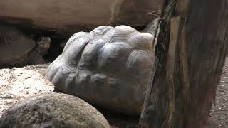 Red-footed tortoise (Oji Zoo, Hyogo, Japan) September 16, 2018