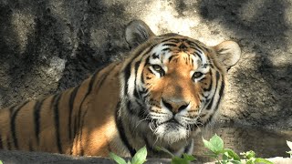アムールトラ の『ソーン』 (浜松市動物園) 2021年7月25日