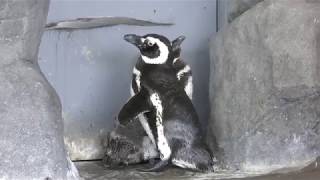 マゼランペンギン (しながわ水族館) 2018年8月23日