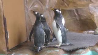 ジェンツーペンギン (那須どうぶつ王国) 2018年4月29日