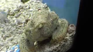 サツマカサゴ (桂浜水族館) 2018年3月24日