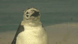 換羽中のヒゲペンギン (名古屋港水族館) 2017年11月18日