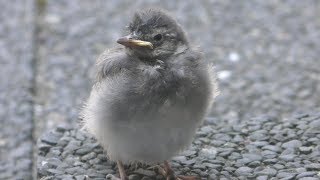 カピバラ と幼鳥 (番屋の湯) 2019年7月8日