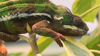 Chameleon house (Oita Marine Palace Aquarium Umitamago, Oita, Japan) December 5, 2019