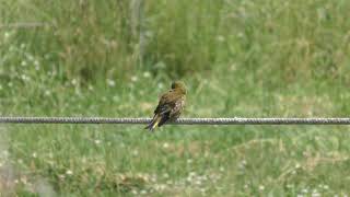 Oriental Greenfinch (Hokkaido, Japan) June 18, 2019