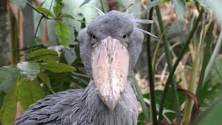 Shoebill (KOBE ANIMAL KINGDOM, Hyogo, Japan) June 18, 2021