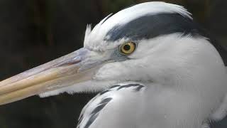 Grey heron (Inokashira Park Zoo, Tokyo, Japan) September 23, 2017