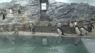 Penguins (Asahiyama Zoo, Hokkaido, Japan) February 11, 2018