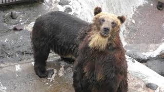 Bear & (Noboribetsu Bear Park, Hokkaido, Japan) June 17, 2019