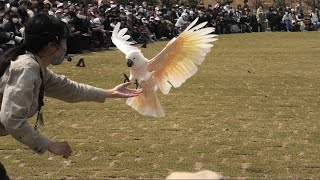 フリーフライトバードショーパフォーマンス Wings [4/6] (神戸どうぶつ王国) 2021年3月29日