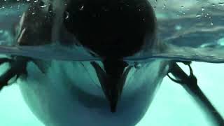 ヒゲペンギン (名古屋港水族館) 2021年7月23日