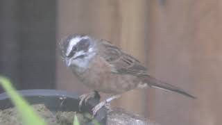 Meadow Bunting (Inokashira Park Zoo, Tokyo, Japan) September 9, 2018