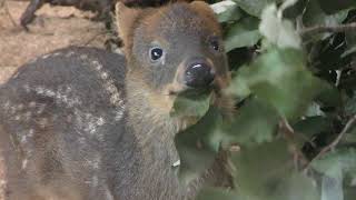 Baby Pudu (Saitama Children's Zoo, Saitama, Japan) July 22, 2018