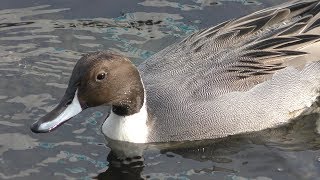 Northern pintail