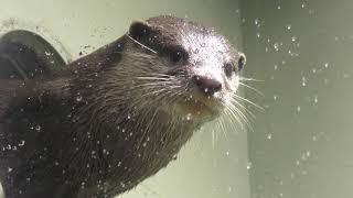 Asian short-clawed otter (Maxell AQUA PARK SHINAGAWA, Tokyo, Japan) September 30, 2017