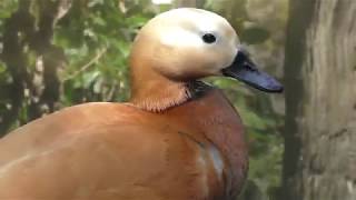 Ruddy shelduck