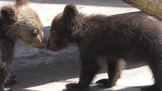 Baby Bear (SHOWASHINZAN Bear Farm, Hokkaido, Japan) June 15, 2019