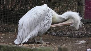 Dalmatian pelican