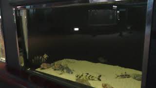 海のさかな水槽「砂場で暮らす」 (神戸市立須磨海浜水族園) 2018年12月21日