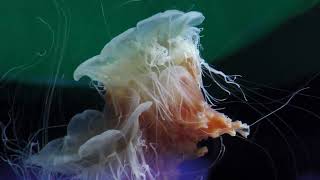 Lion’s mane jellyfish (Osaka Aquarium KAIYUKAN, Osaka, Japan) August 12, 2022