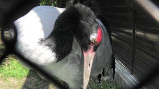 オグロヅル (天王寺動物園) 2021年3月23日