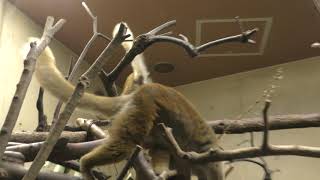 クロキツネザル の親子 (上野動物園) 2018年9月24日