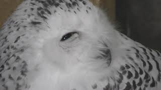 Snowy owl Smile (Inokashira Park Zoo, Tokyo, Japan) September 23, 2017