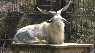 ミミナガヤギ　Long eared goat