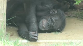 チンパンジー (神戸市立 王子動物園) 2020年8月4日