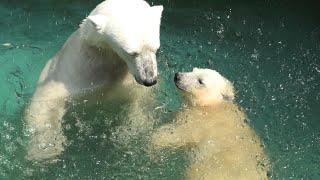 ホッキョクグマ の親子『イッちゃん』と『ホウちゃん』 (天王寺動物園) 2021年6月25日